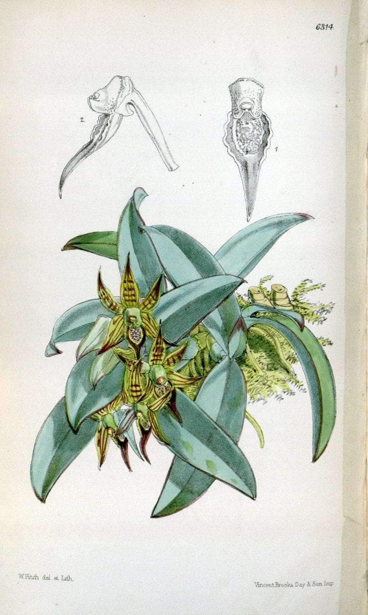 Curtis's botanical magazine. London ; New York [etc.] :Academic Press [etc.]. | "Botanical illustration" Botany Periodicals "Pictorial works" "Plants, Ornamental"  | Vintage Print Reproduction 449970