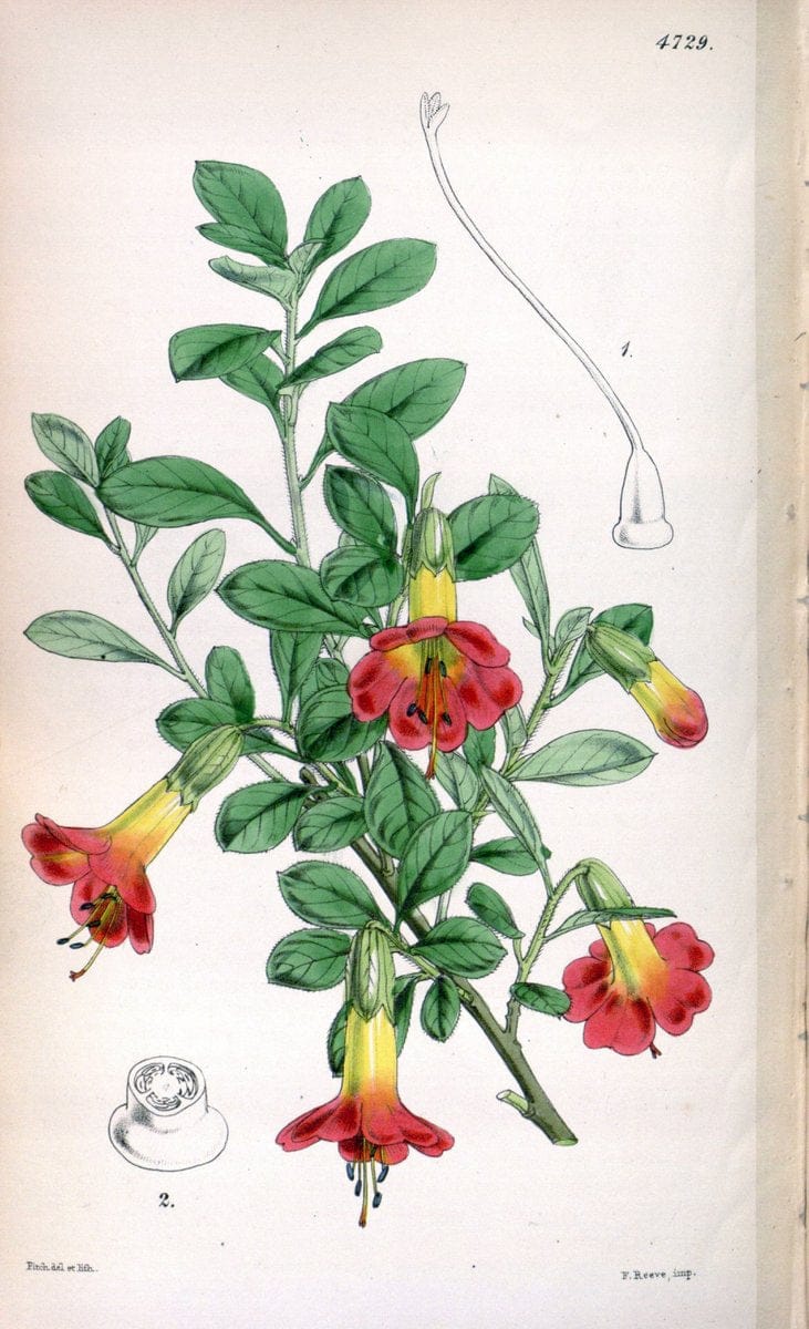Curtis's botanical magazine. London ; New York [etc.] :Academic Press [etc.]. | "Botanical illustration" Botany Periodicals "Pictorial works" "Plants, Ornamental"  | Vintage Print Reproduction 449971