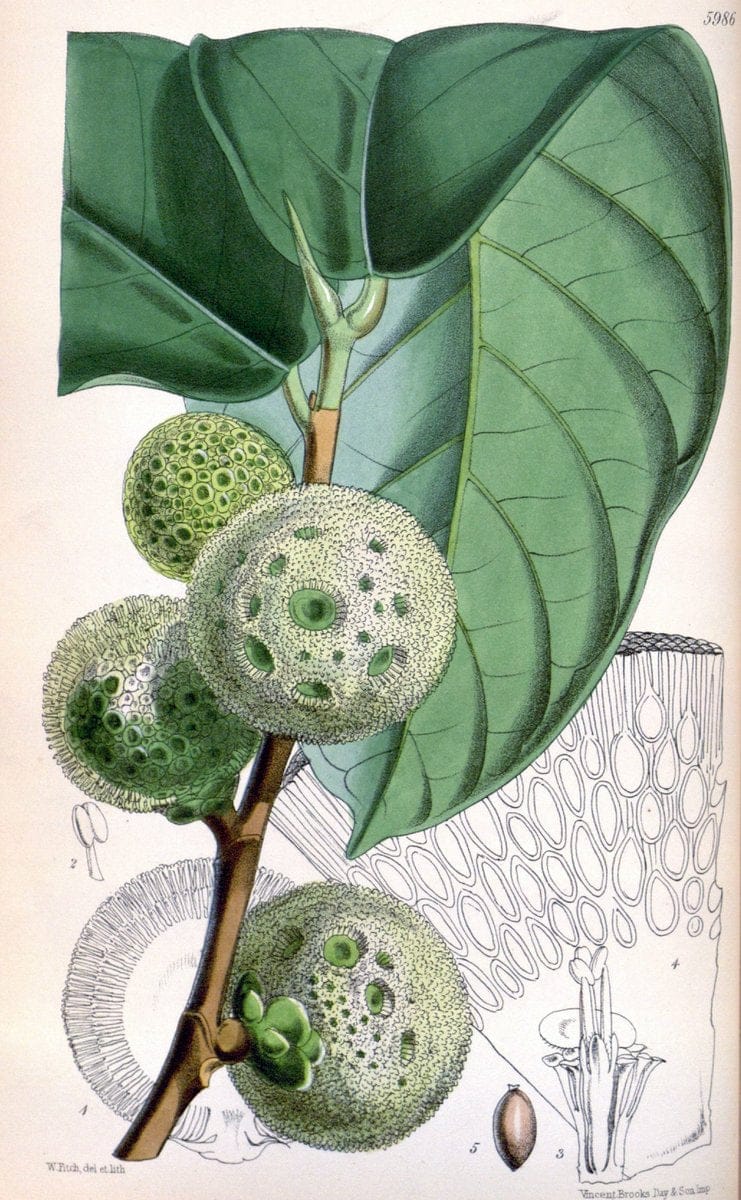 Curtis's botanical magazine. London ; New York [etc.] :Academic Press [etc.]. | "Botanical illustration" Botany Periodicals "Pictorial works" "Plants, Ornamental"  | Vintage Print Reproduction 449972