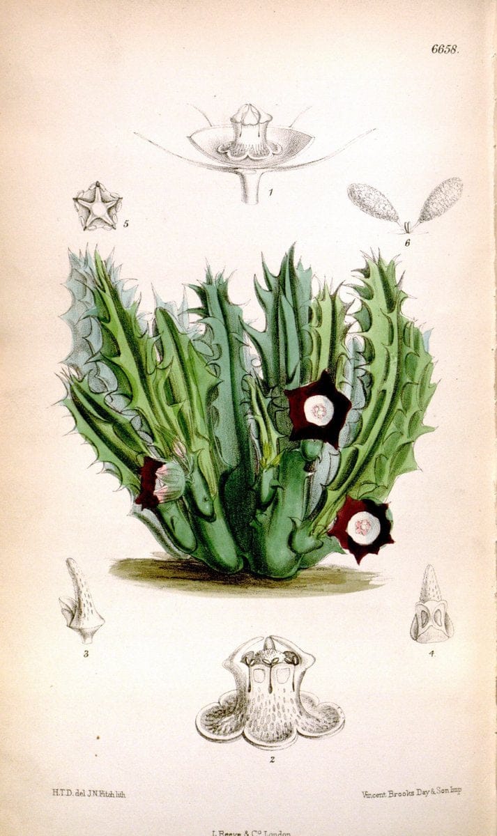 Curtis's botanical magazine. London ; New York [etc.] :Academic Press [etc.]. | "Botanical illustration" Botany Periodicals "Pictorial works" "Plants, Ornamental"  | Vintage Print Reproduction 449977