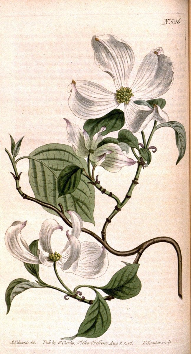 Curtis's botanical magazine. London ;New York [etc.] :Academic Press [etc.]. | Botany Periodicals "Pictorial works"  | Vintage Print Reproduction 449983