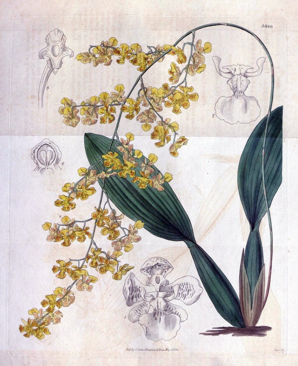 Curtis's botanical magazine. London ;New York [etc.] :Academic Press [etc.]. | Botany Periodicals "Pictorial works"  | Vintage Print Reproduction 449984