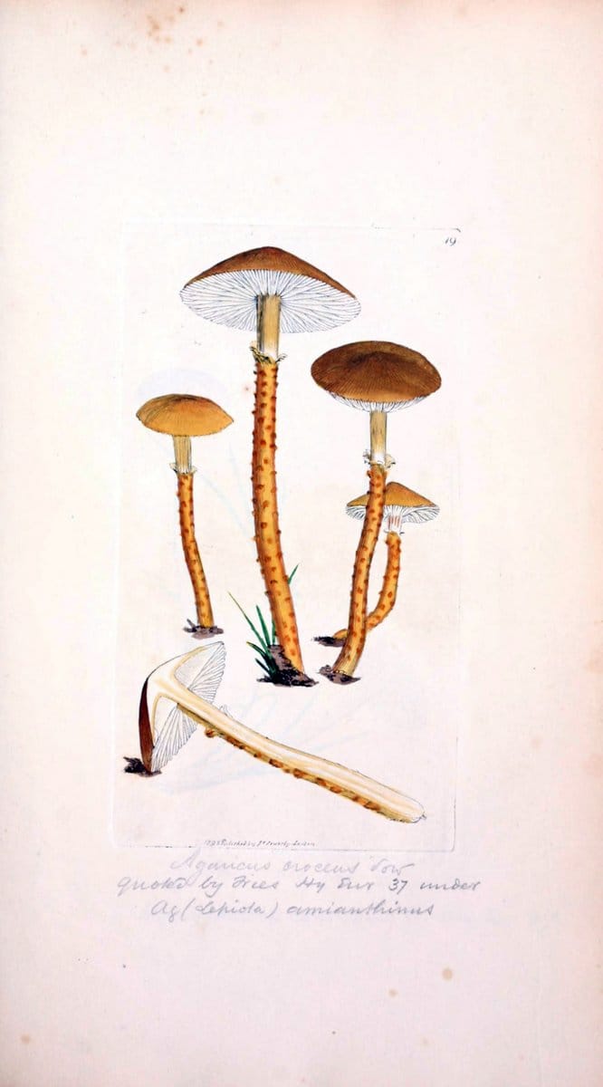 Coloured figures of English fungi or mushrooms. London,Printed by J. Davis,1797-[1809]. | England Mushrooms  | Vintage Print Reproduction 449989