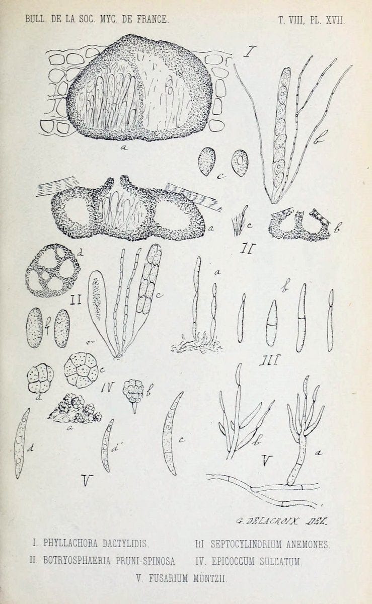Bulletin de la SociÃ©tÃ© mycologique de France.Epinal :La SociÃ©tÃ©,1885-1903.  | France Fungi Mycology Periodicals | Vintage Print Reproduction 449996