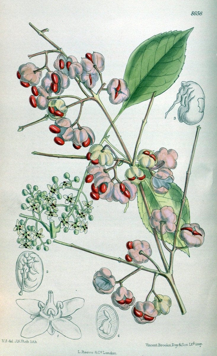 Curtis's botanical magazine. London ; New York [etc.] :Academic Press [etc.]. | "Botanical illustration" Botany Periodicals "Pictorial works" "Plants, Ornamental"  | Vintage Print Reproduction 450000