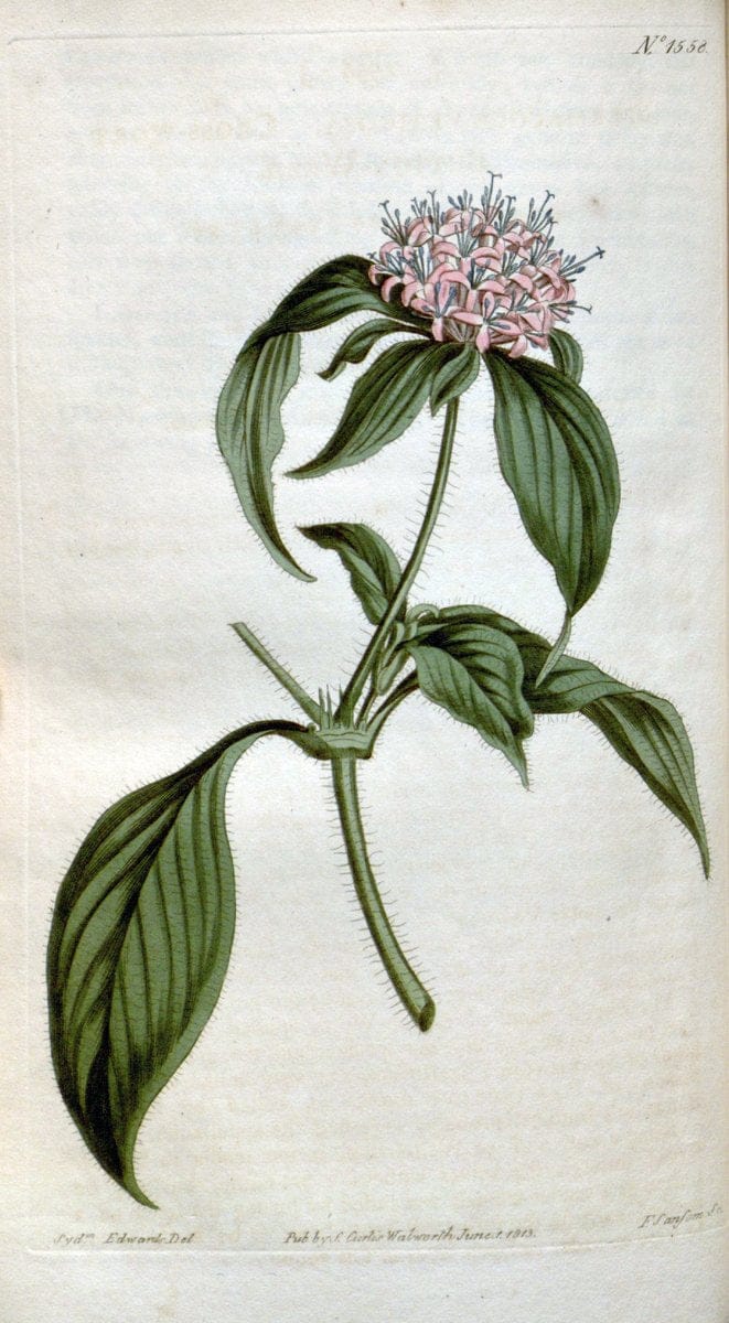 Curtis's botanical magazine. London ; New York [etc.] :Academic Press [etc.]. | "Botanical illustration" Botany Periodicals "Pictorial works" "Plants, Ornamental"  | Vintage Print Reproduction 450001