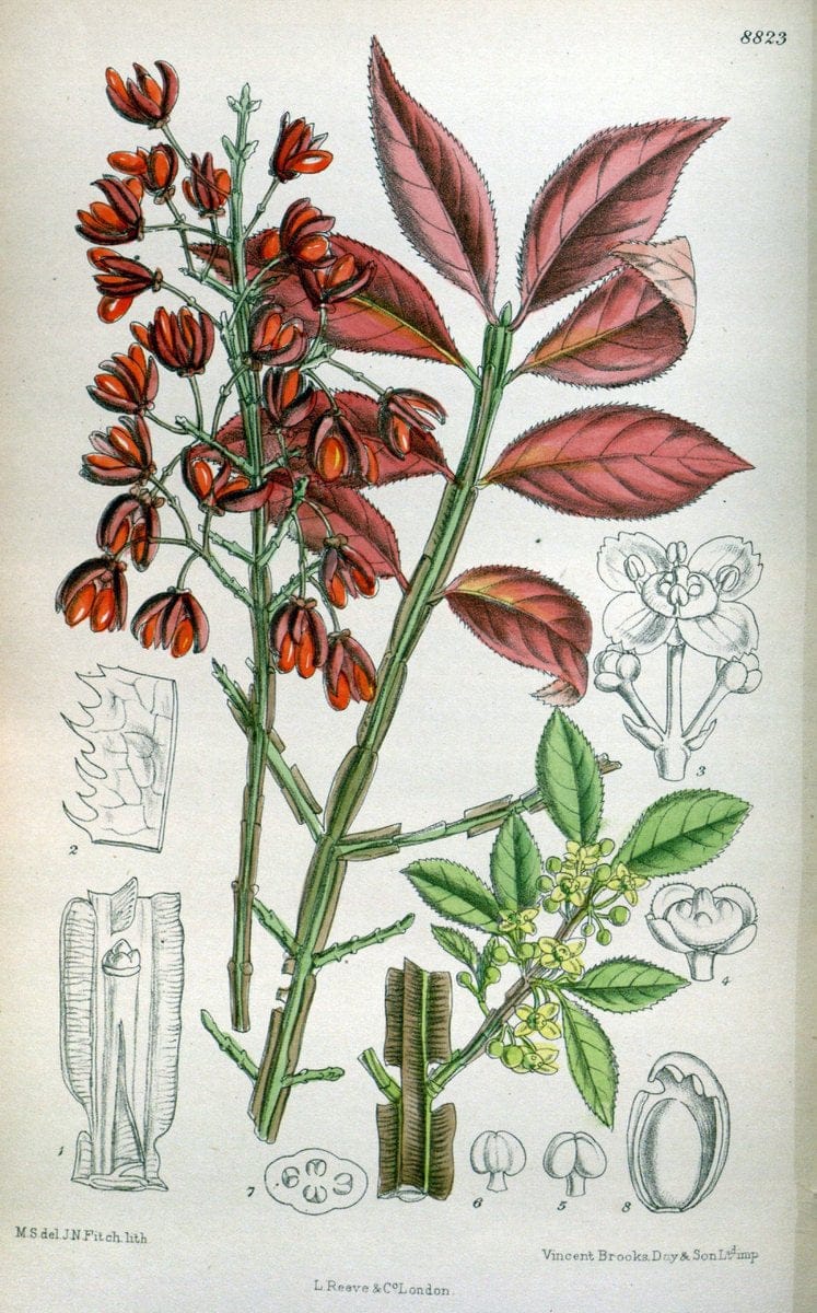 Curtis's botanical magazine. London ; New York [etc.] :Academic Press [etc.]. | "Botanical illustration" Botany Periodicals "Pictorial works" "Plants, Ornamental"  | Vintage Print Reproduction 450004