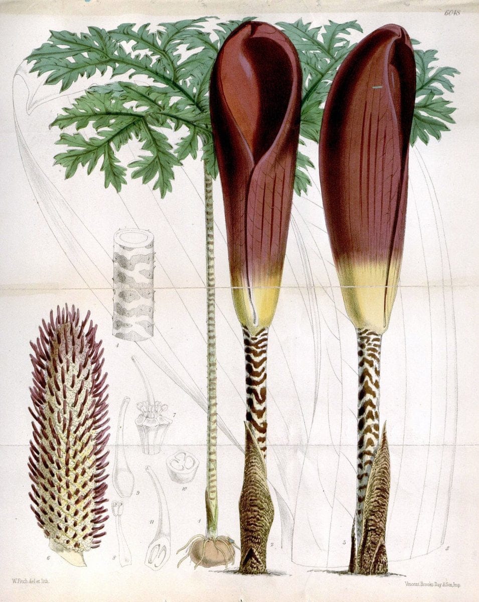 Curtis's botanical magazine. London ; New York [etc.] :Academic Press [etc.]. | "Botanical illustration" Botany Periodicals "Pictorial works" "Plants, Ornamental"  | Vintage Print Reproduction 450007