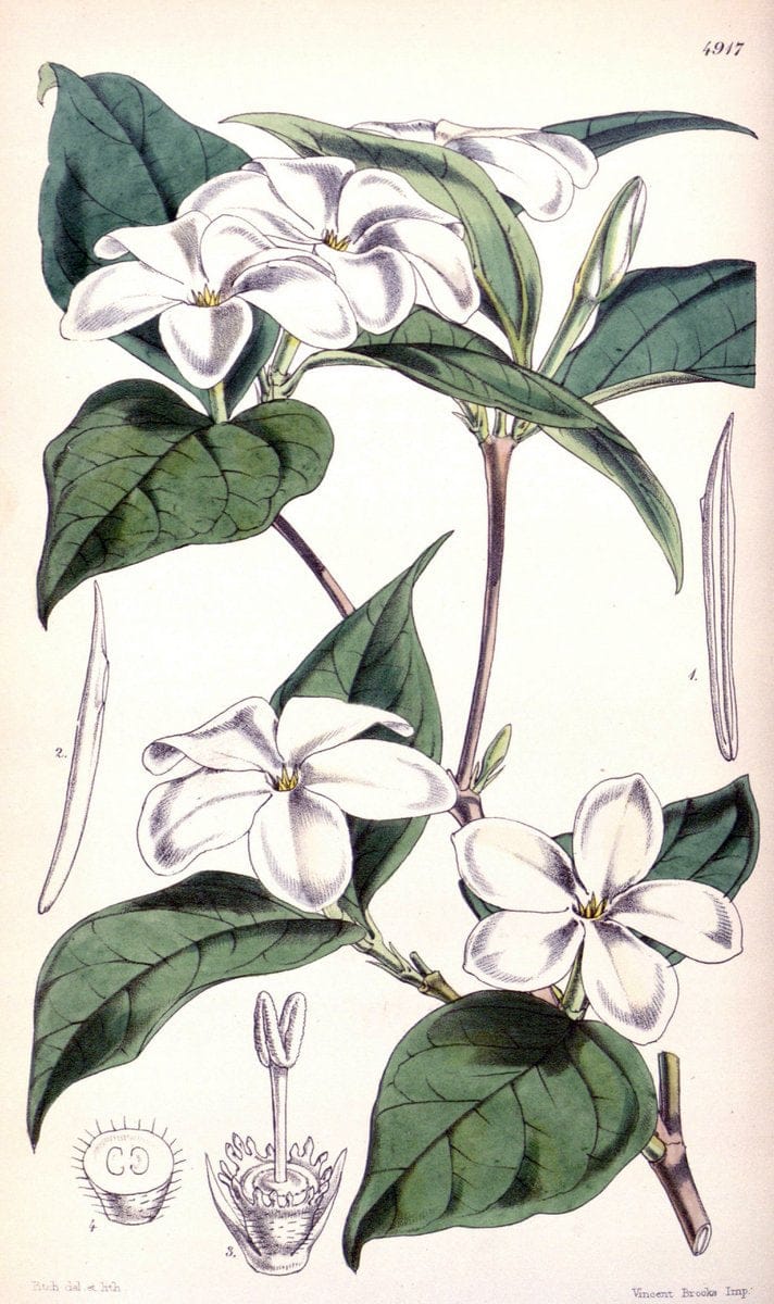Curtis's botanical magazine. London ;New York [etc.] :Academic Press [etc.]. | Botany Periodicals "Pictorial works"  | Vintage Print Reproduction 450009