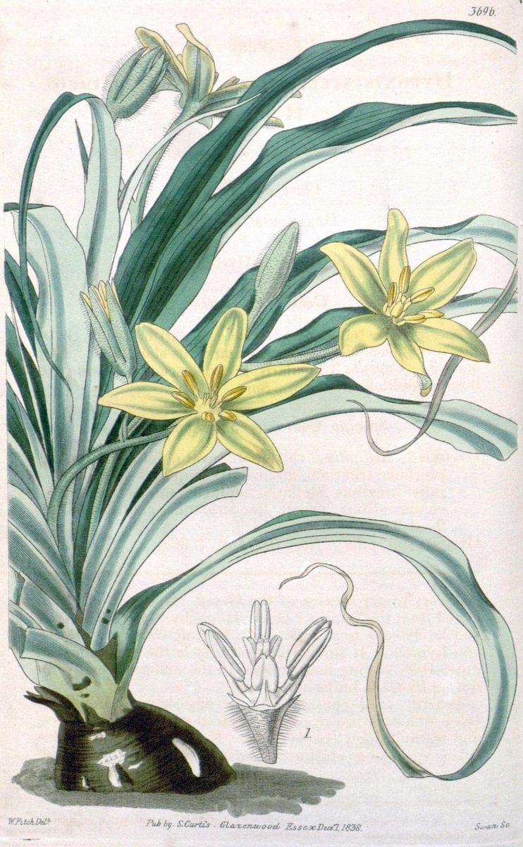 Curtis's botanical magazine. London ;New York [etc.] :Academic Press [etc.]. | Botany Periodicals "Pictorial works"  | Vintage Print Reproduction 450014