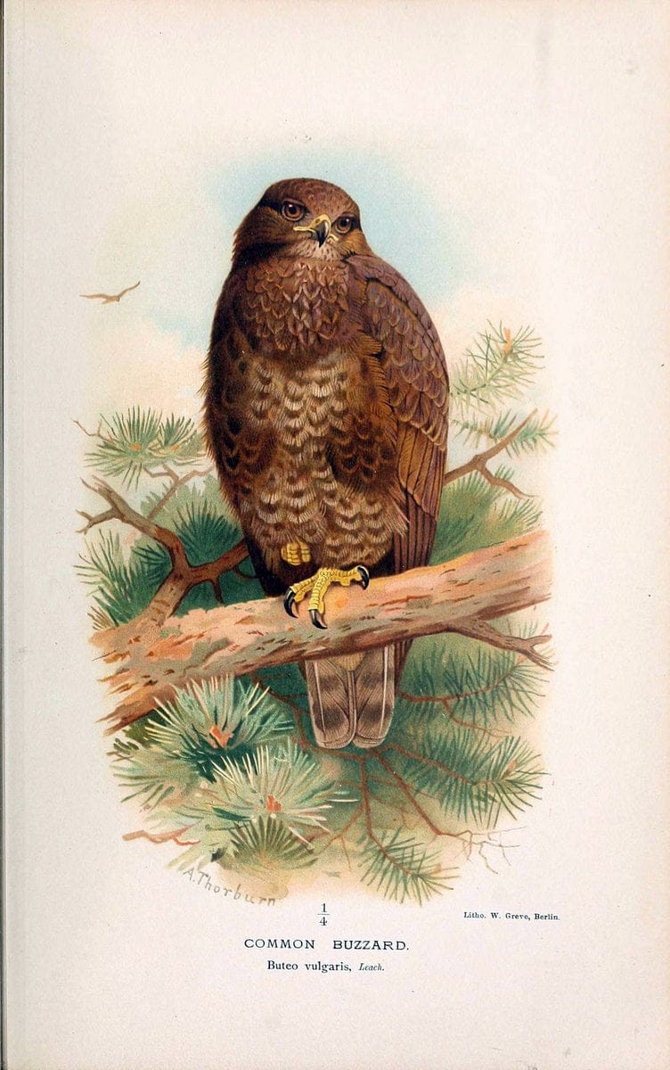Coloured figures of the birds of the British Islands. v.1London :R. H. Porter,1885-1897. | Vintage Print Reproduction 450016