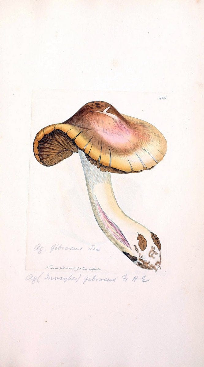 Coloured figures of English fungi or mushrooms. London,Printed by J. Davis,1797-[1809]. | England Mushrooms  | Vintage Print Reproduction 450022