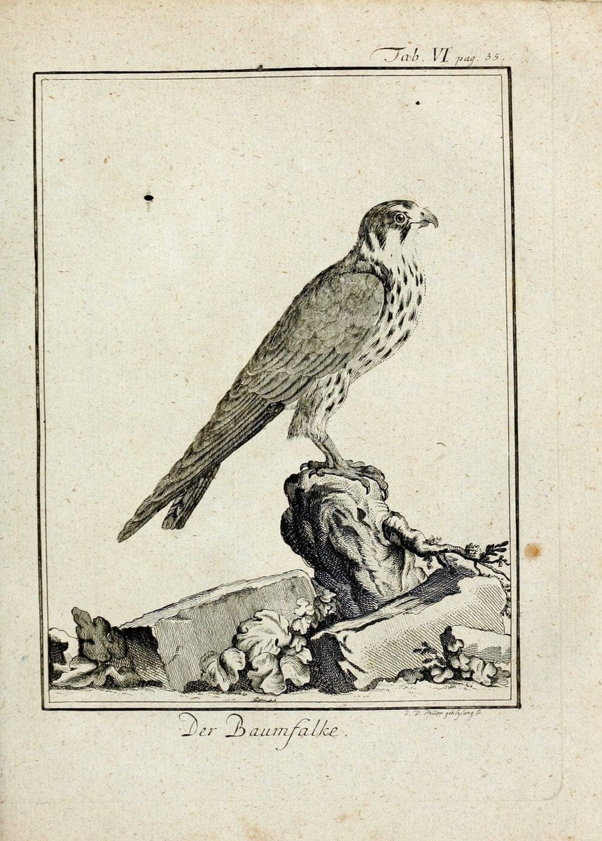 BÃ¼ffons Naturgeschichte der VÃ¶gel :.Leipzig :bey Hermann Heinrich Holle,1775-1782.. |  | Vintage Print Reproduction 450023