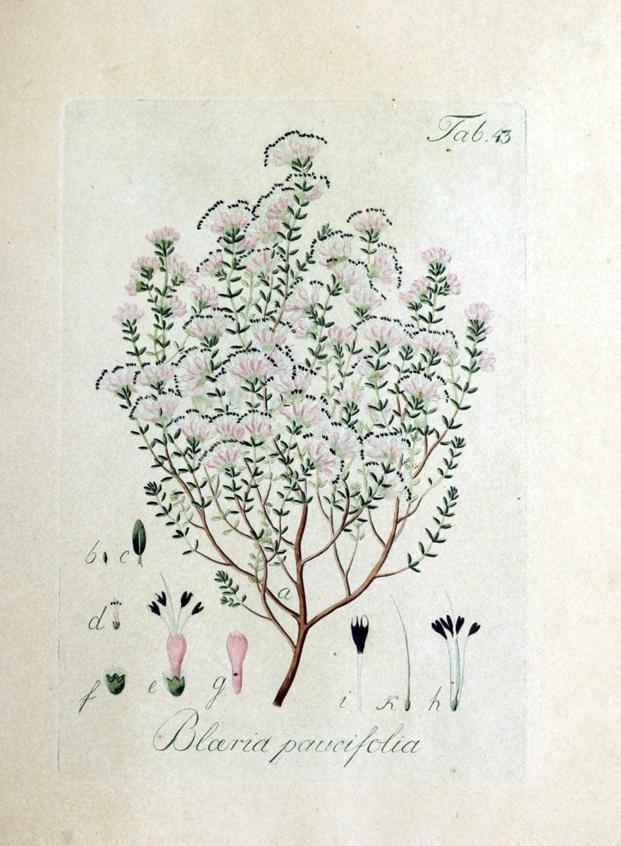 Collectio plantarum tam exoticarum, quam indigenarum, cum delineatione, descriptione cul | Botany | Vintage Print Reproduction 450024