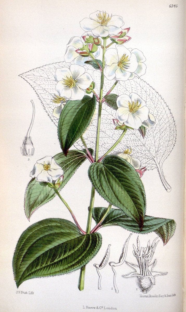 Curtis's botanical magazine. London ; New York [etc.] :Academic Press [etc.]. | "Botanical illustration" Botany Periodicals "Pictorial works" "Plants, Ornamental"  | Vintage Print Reproduction 450028