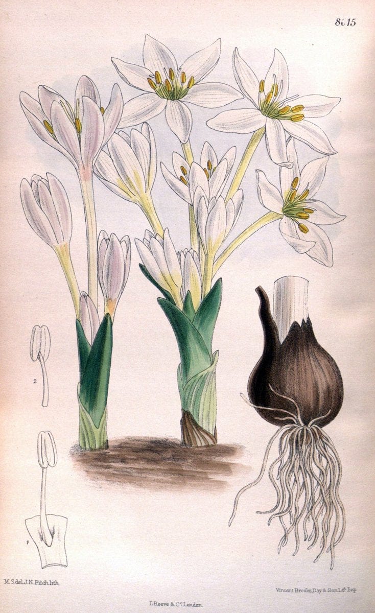 Curtis's botanical magazine. London ; New York [etc.] :Academic Press [etc.]. | "Botanical illustration" Botany Periodicals "Pictorial works" "Plants, Ornamental"  | Vintage Print Reproduction 450032