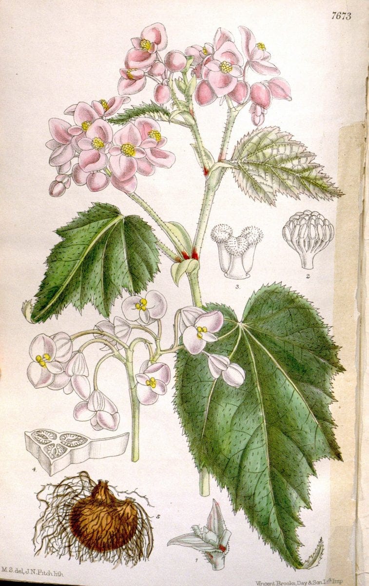 Curtis's botanical magazine. London ; New York [etc.] :Academic Press [etc.]. | "Botanical illustration" Botany Periodicals "Pictorial works" "Plants, Ornamental"  | Vintage Print Reproduction 450036