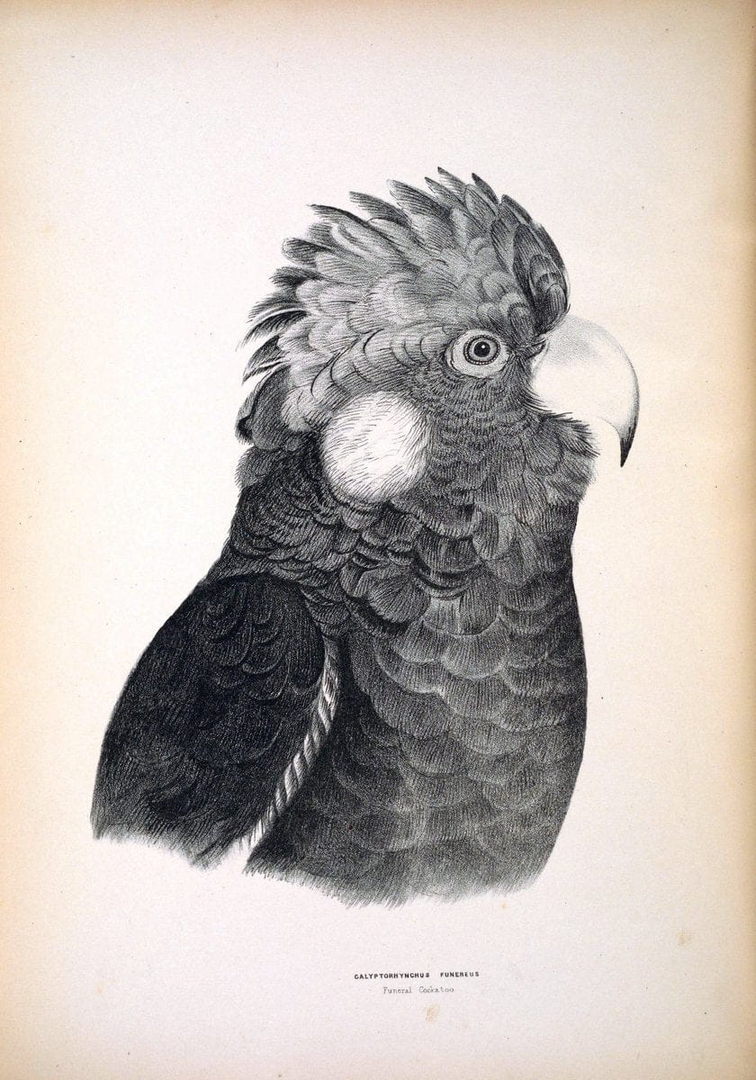 Companion to Gould's Handbook; or, Synopsis of the birds of Australia. Brisbane,Thorne & Greenwell,1877.  | Australia Birds | Vintage Print Reproduction 450041