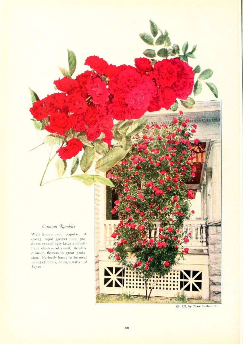Chase fruit and flowers in natural colorsRochester, N.Y.,Chase brothers company[c1922] | Vintage Print Reproduction 450042