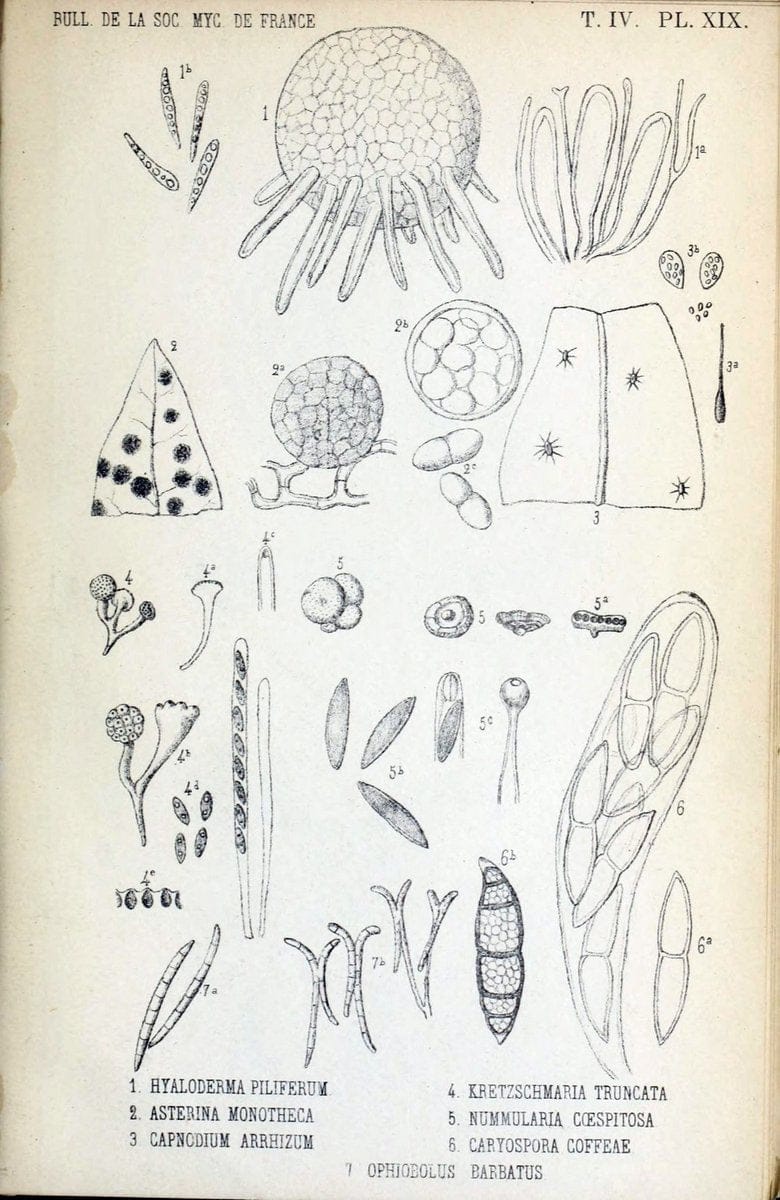 Bulletin de la SociÃ©tÃ© mycologique de France.Epinal :La SociÃ©tÃ©,1885-1903.  | France Fungi Mycology Periodicals | Vintage Print Reproduction 450044