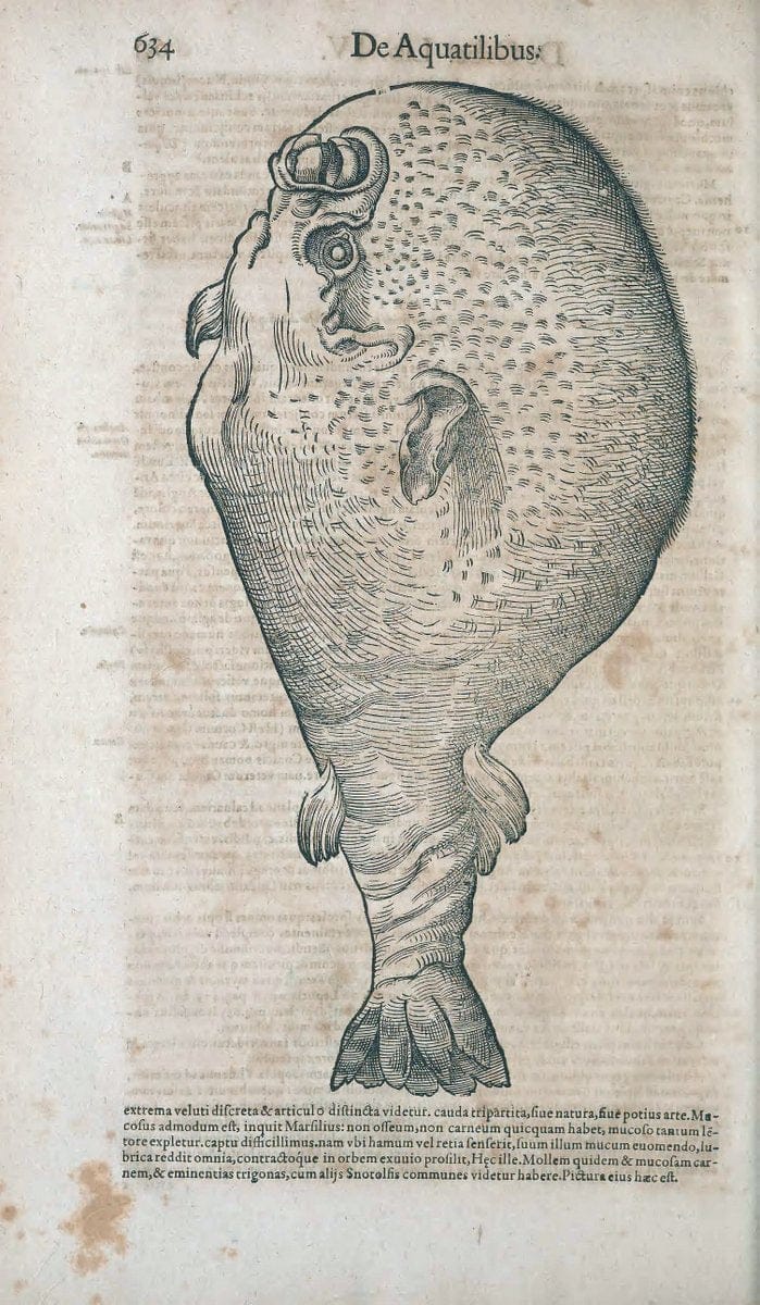 Conradi Gesneri medici Tigurini Historiae animalium liber IV :.Francofurti :In Bibliopolio Andreae Cambieri,anno MDCIIII [1604]. |  | Vintage Print Reproduction 450051