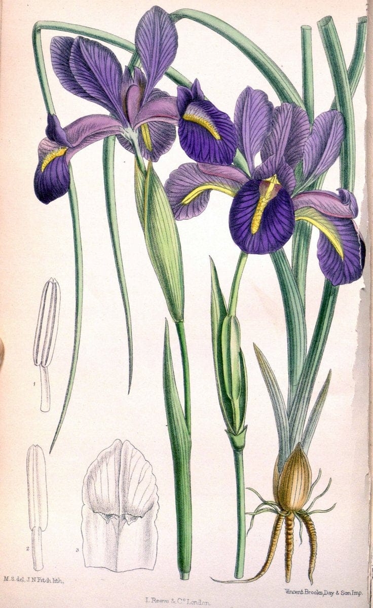Curtis's botanical magazine. London ; New York [etc.] :Academic Press [etc.]. | "Botanical illustration" Botany Periodicals "Pictorial works" "Plants, Ornamental"  | Vintage Print Reproduction 450052