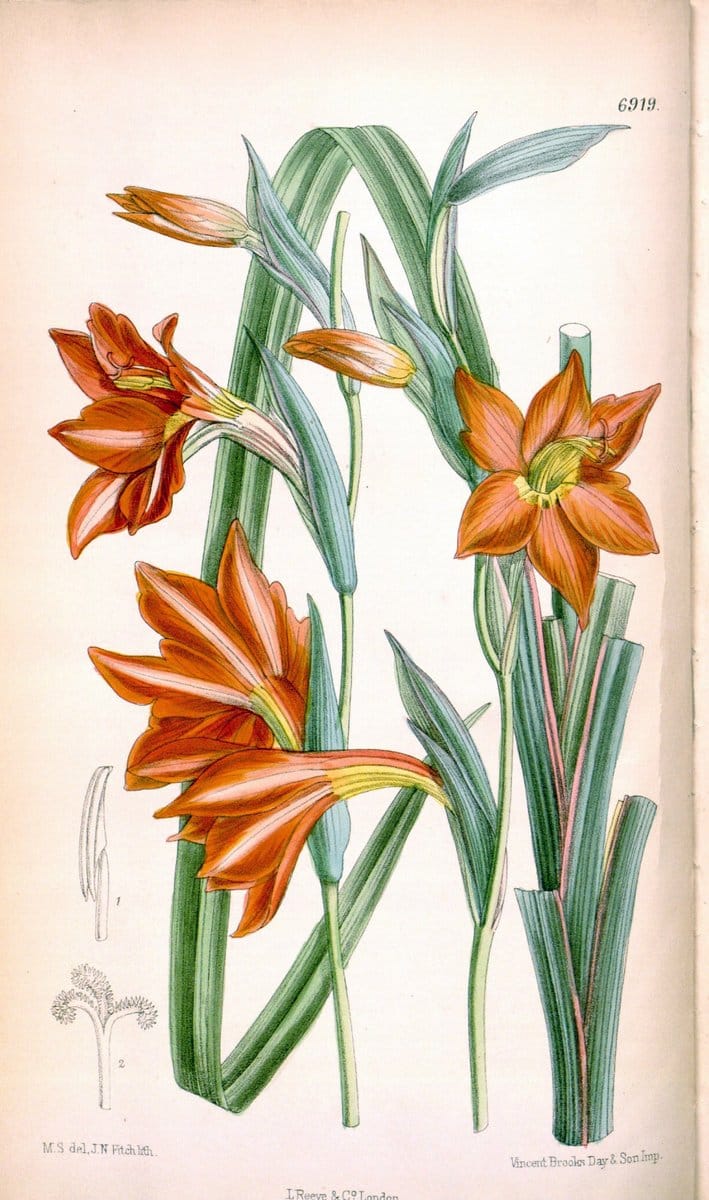 Curtis's botanical magazine. London ; New York [etc.] :Academic Press [etc.]. | "Botanical illustration" Botany Periodicals "Pictorial works" "Plants, Ornamental"  | Vintage Print Reproduction 450053