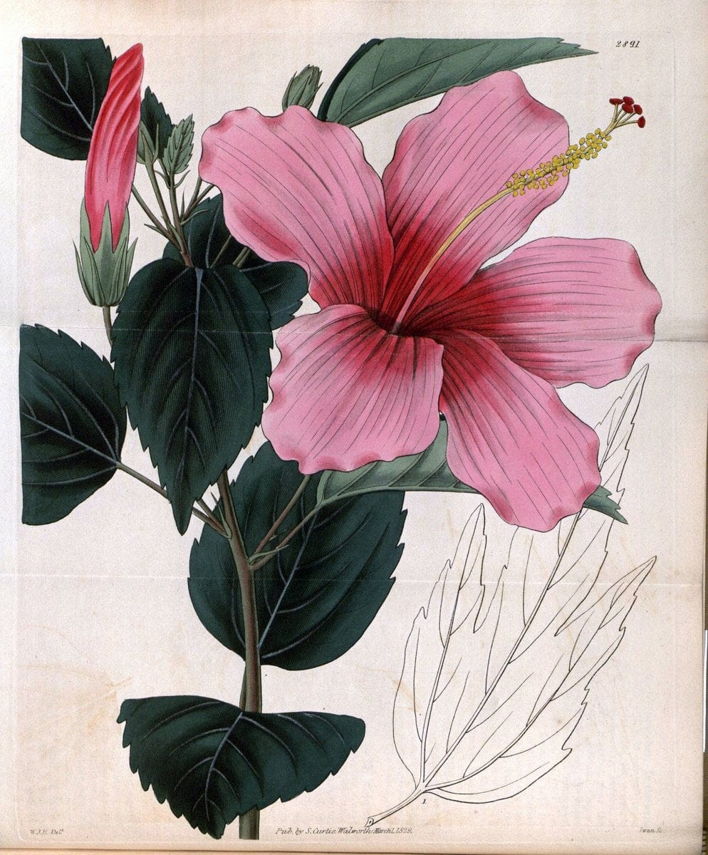 Curtis's botanical magazine. London ; New York [etc.] :Academic Press [etc.]. | "Botanical illustration" Botany Periodicals "Pictorial works" "Plants, Ornamental"  | Vintage Print Reproduction 450055