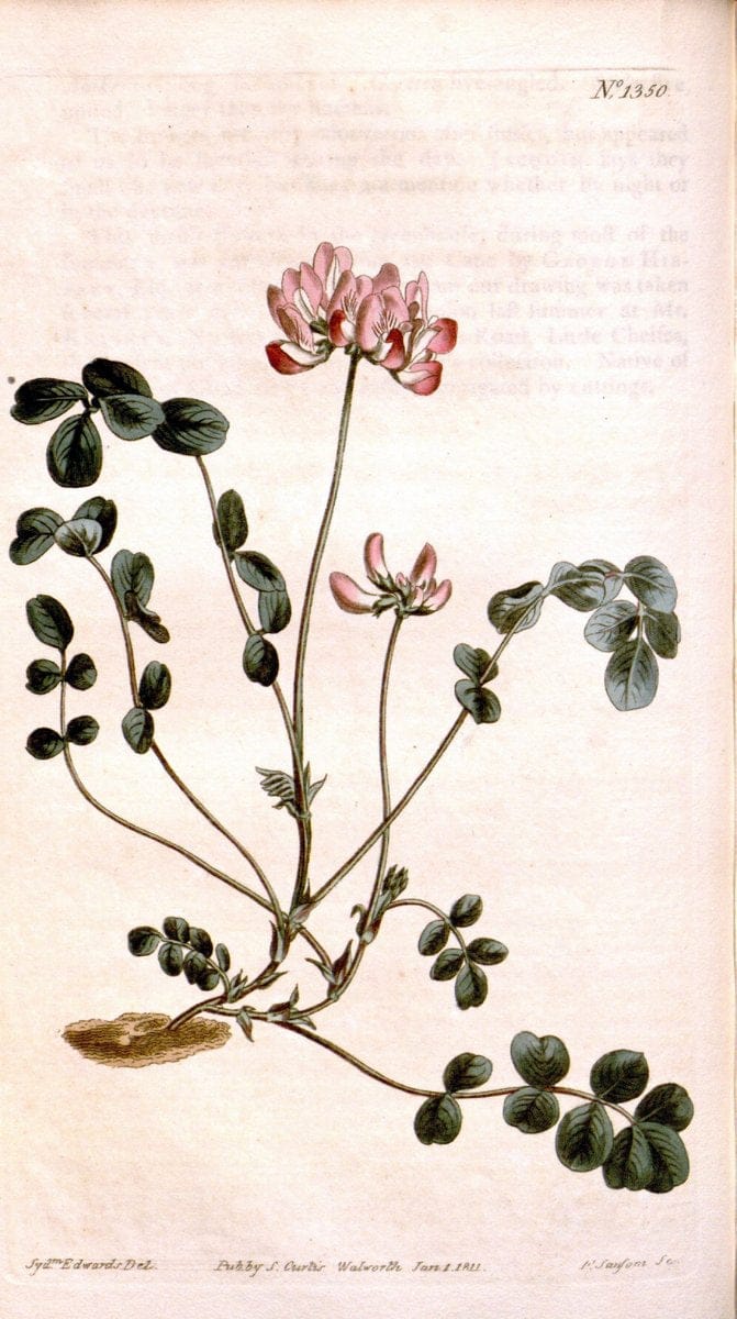 Curtis's botanical magazine. London ; New York [etc.] :Academic Press [etc.]. | "Botanical illustration" Botany Periodicals "Pictorial works" "Plants, Ornamental"  | Vintage Print Reproduction 450057
