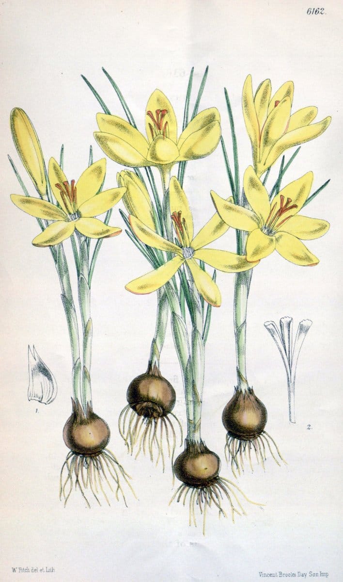 Curtis's botanical magazine. London ; New York [etc.] :Academic Press [etc.]. | "Botanical illustration" Botany Periodicals "Pictorial works" "Plants, Ornamental"  | Vintage Print Reproduction 450060