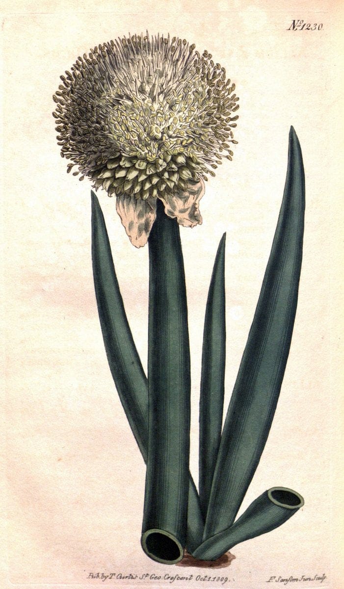 Curtis's botanical magazine. London ; New York [etc.] :Academic Press [etc.]. | "Botanical illustration" Botany Periodicals "Pictorial works" "Plants, Ornamental"  | Vintage Print Reproduction 450065