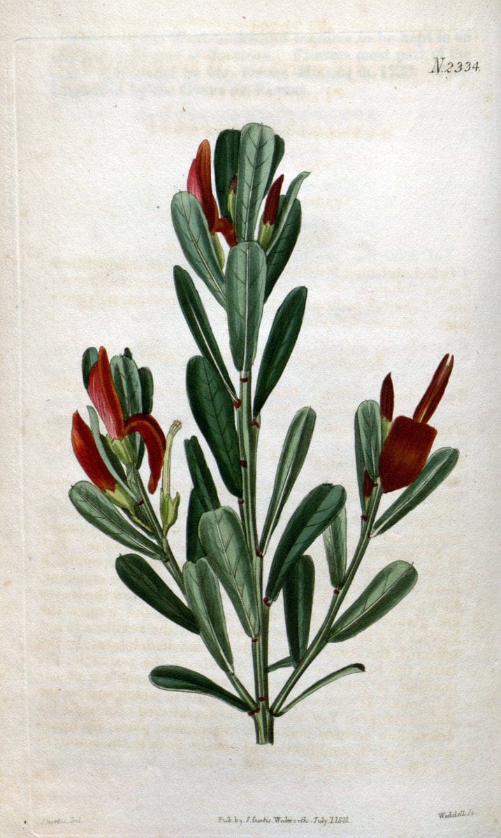 Curtis's botanical magazine. London ; New York [etc.] :Academic Press [etc.]. | "Botanical illustration" Botany Periodicals "Pictorial works" "Plants, Ornamental"  | Vintage Print Reproduction 450068