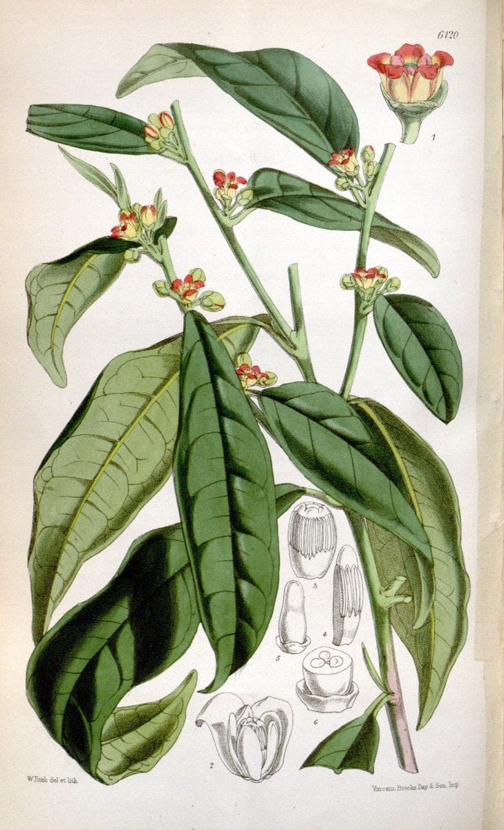 Curtis's botanical magazine. London ; New York [etc.] :Academic Press [etc.]. | "Botanical illustration" Botany Periodicals "Pictorial works" "Plants, Ornamental"  | Vintage Print Reproduction 450070