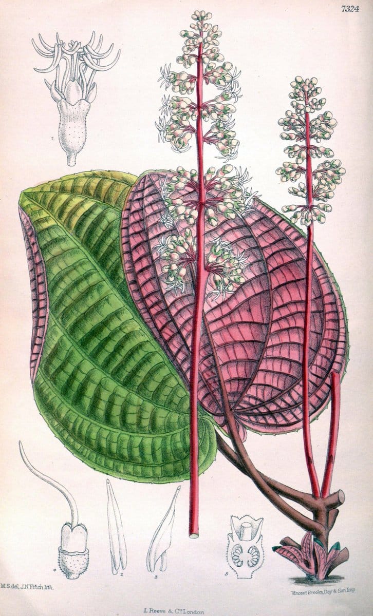 Curtis's botanical magazine. London ; New York [etc.] :Academic Press [etc.]. | "Botanical illustration" Botany Periodicals "Pictorial works" "Plants, Ornamental"  | Vintage Print Reproduction 450071