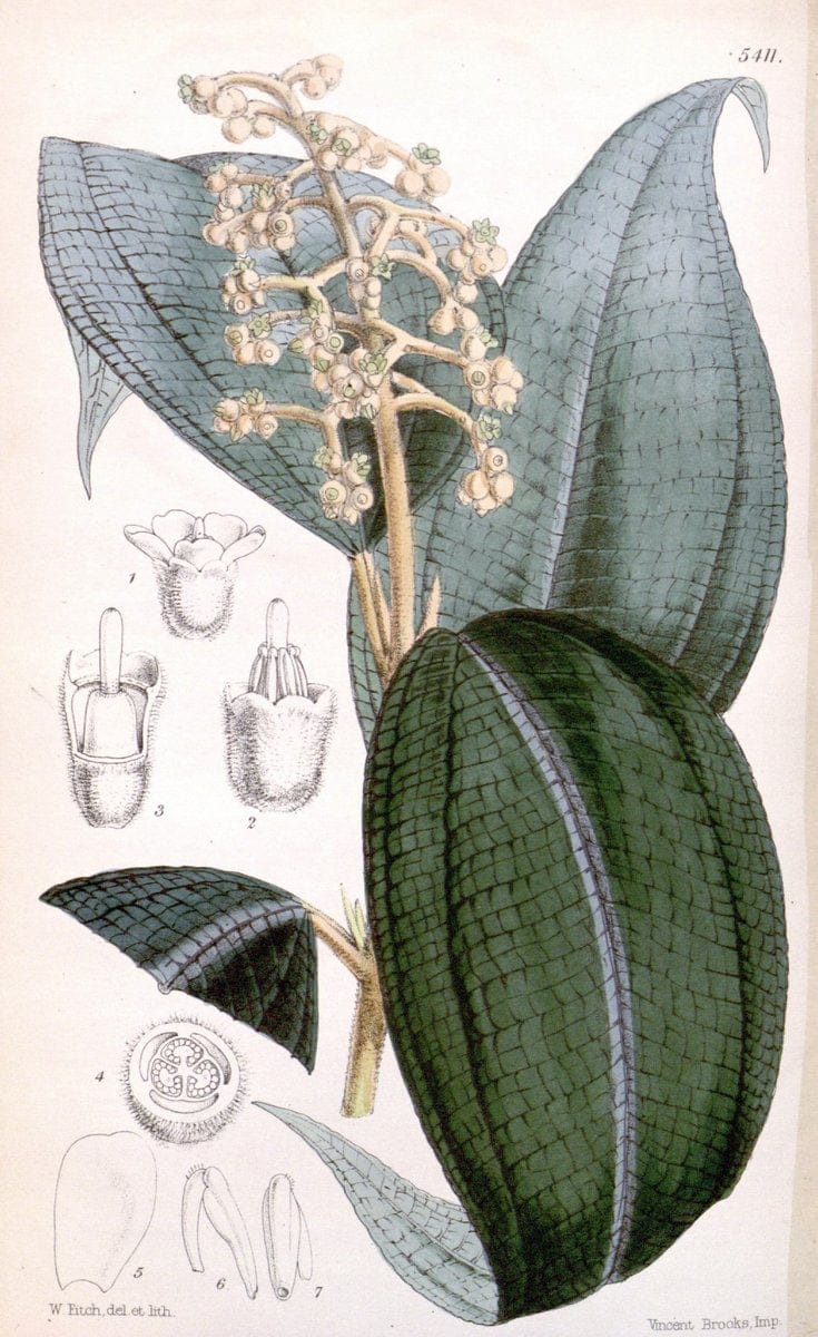 Curtis's botanical magazine..London ;New York [etc.] :Academic Press [etc.]. |  | Vintage Print Reproduction 450074