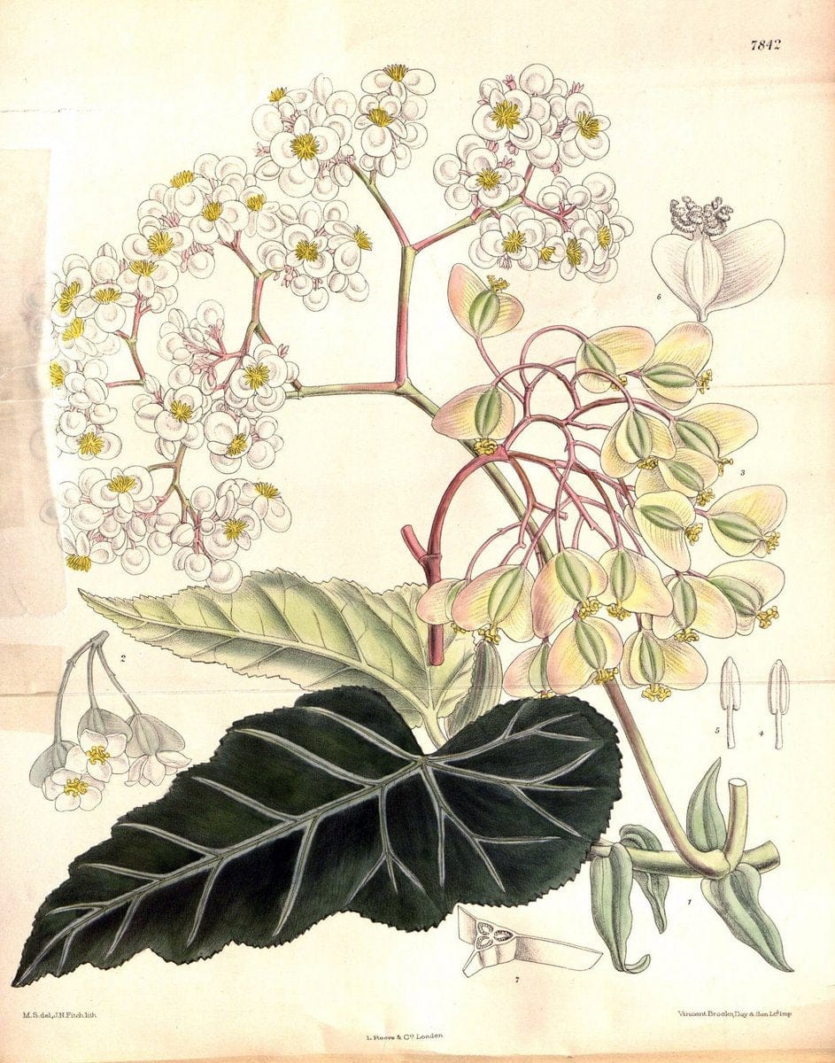Curtis's botanical magazine. London ;New York [etc.] :Academic Press [etc.]. | Botany Periodicals "Pictorial works"  | Vintage Print Reproduction 450076
