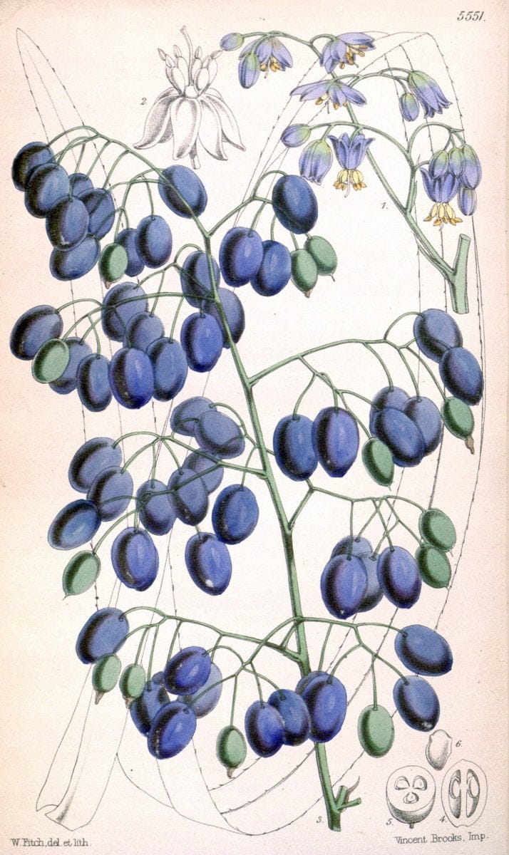 Curtis's botanical magazine. London ;New York [etc.] :Academic Press [etc.]. | Botany Periodicals "Pictorial works"  | Vintage Print Reproduction 450078