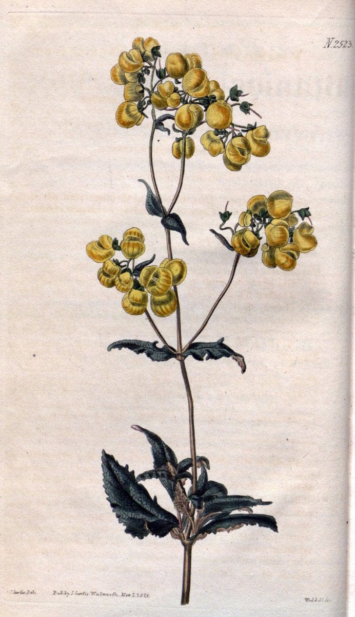 Curtis's botanical magazine. London ; New York [etc.] :Academic Press [etc.]. | "Botanical illustration" Botany Periodicals "Pictorial works" "Plants, Ornamental"  | Vintage Print Reproduction 450082