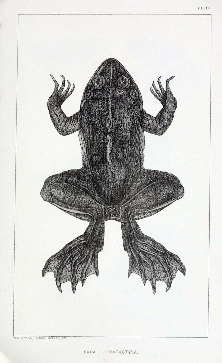 Catalogue of the Batrachia Salientia and Apoda (frogs, toads, and cÃ…â€œcilians) of souther | Amphibians India  | Vintage Print Reproduction 450084