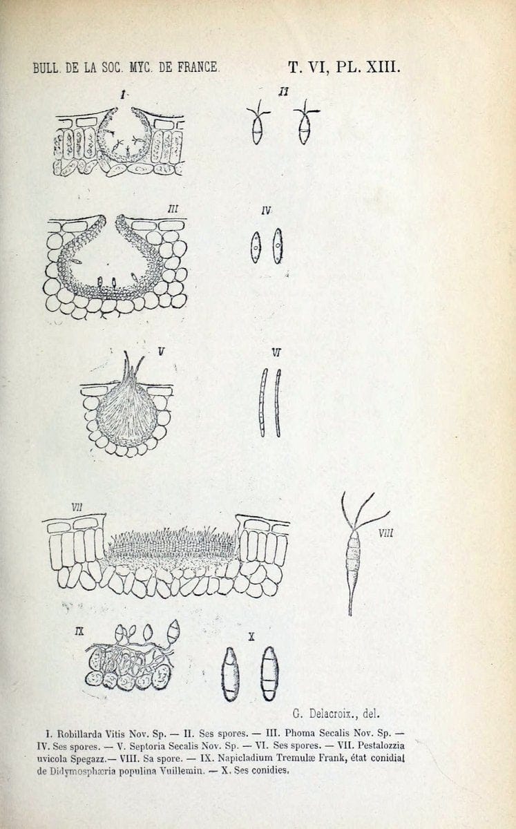 Bulletin de la SociÃ©tÃ© mycologique de France.Epinal :La SociÃ©tÃ©,1885-1903.  | France Fungi Mycology Periodicals | Vintage Print Reproduction 450085