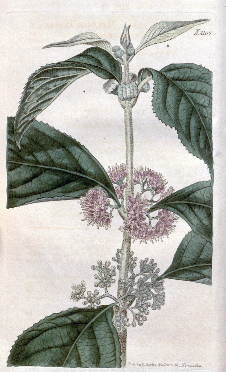 Curtis's botanical magazine. London ; New York [etc.] :Academic Press [etc.]. | "Botanical illustration" Botany Periodicals "Pictorial works" "Plants, Ornamental"  | Vintage Print Reproduction 450088