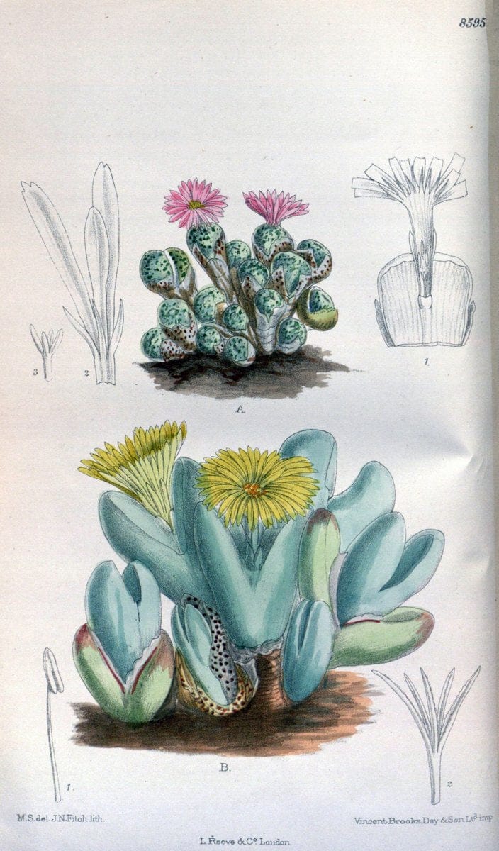 Curtis's botanical magazine. London ; New York [etc.] :Academic Press [etc.]. | "Botanical illustration" Botany Periodicals "Pictorial works" "Plants, Ornamental"  | Vintage Print Reproduction 450089