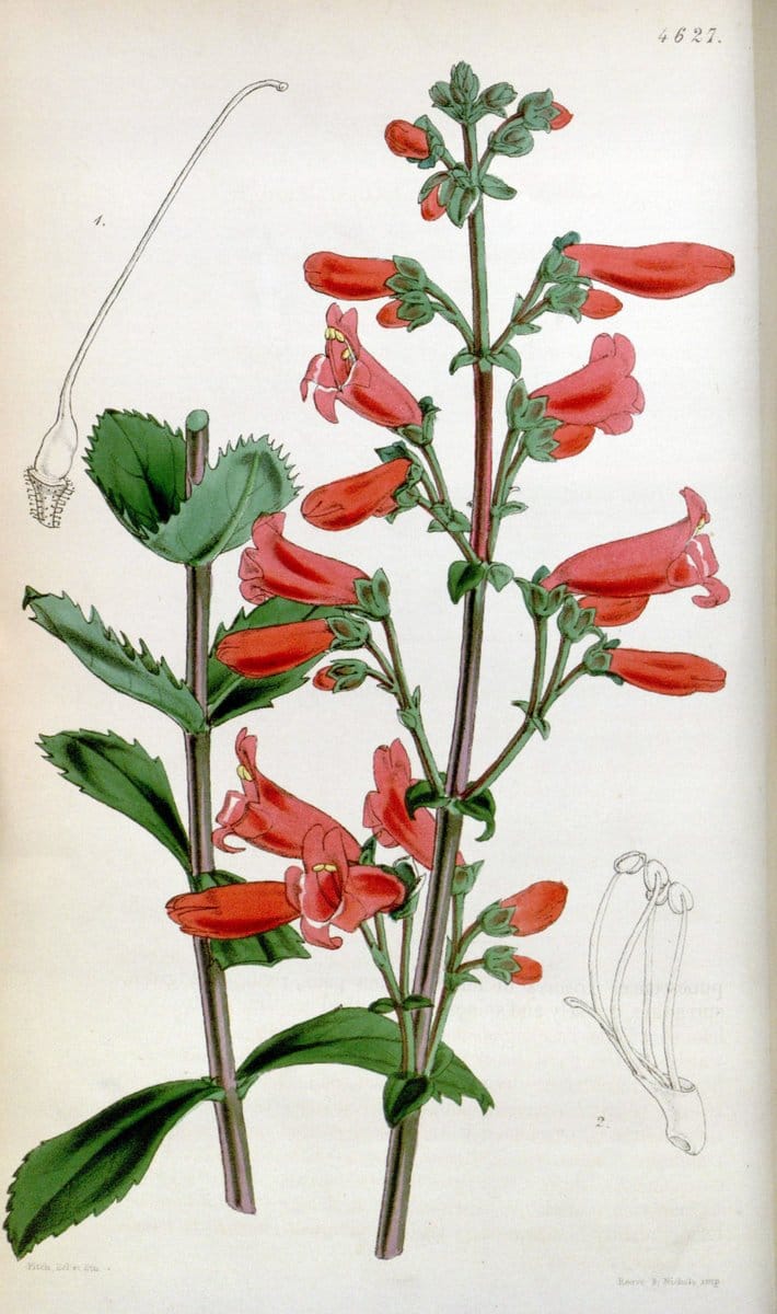 Curtis's botanical magazine. London ; New York [etc.] :Academic Press [etc.]. | "Botanical illustration" Botany Periodicals "Pictorial works" "Plants, Ornamental"  | Vintage Print Reproduction 450090