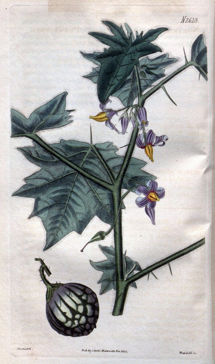 Curtis's botanical magazine. London ; New York [etc.] :Academic Press [etc.]. | "Botanical illustration" Botany Periodicals "Pictorial works" "Plants, Ornamental"  | Vintage Print Reproduction 450091