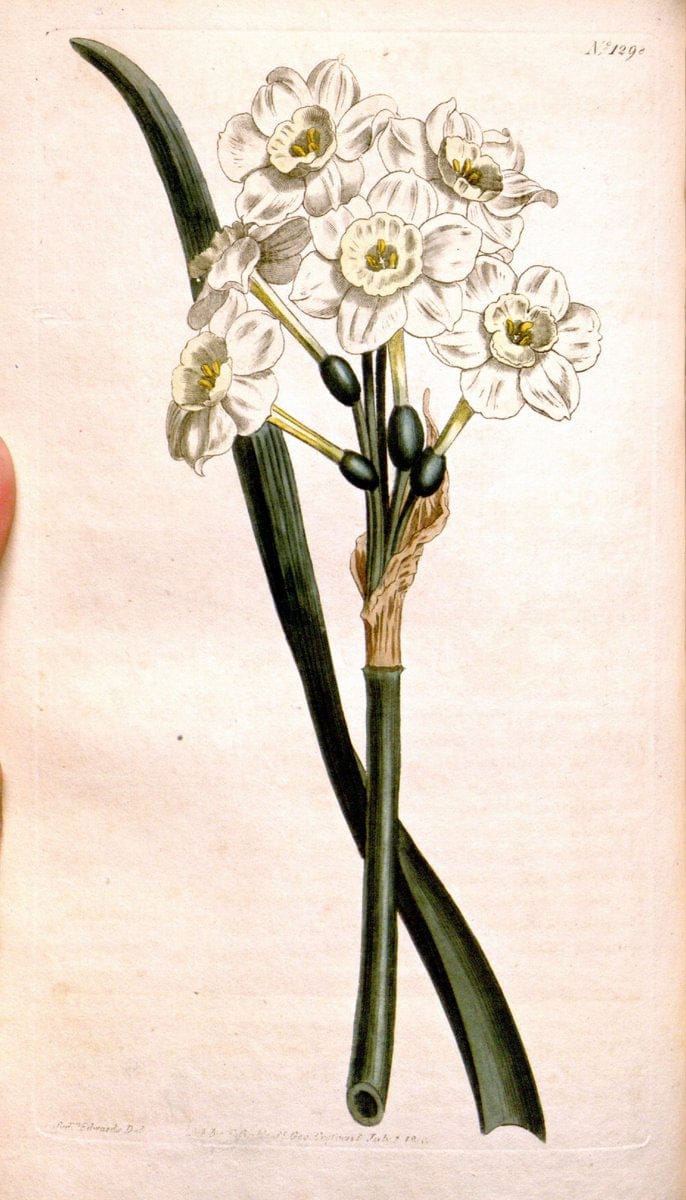 Curtis's botanical magazine. London ; New York [etc.] :Academic Press [etc.]. | "Botanical illustration" Botany Periodicals "Pictorial works" "Plants, Ornamental"  | Vintage Print Reproduction 450094