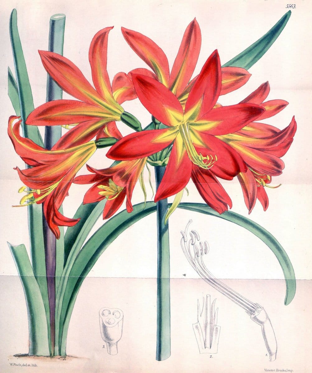Curtis's botanical magazine. London ; New York [etc.] :Academic Press [etc.]. | "Botanical illustration" Botany Periodicals "Pictorial works" "Plants, Ornamental"  | Vintage Print Reproduction 450097