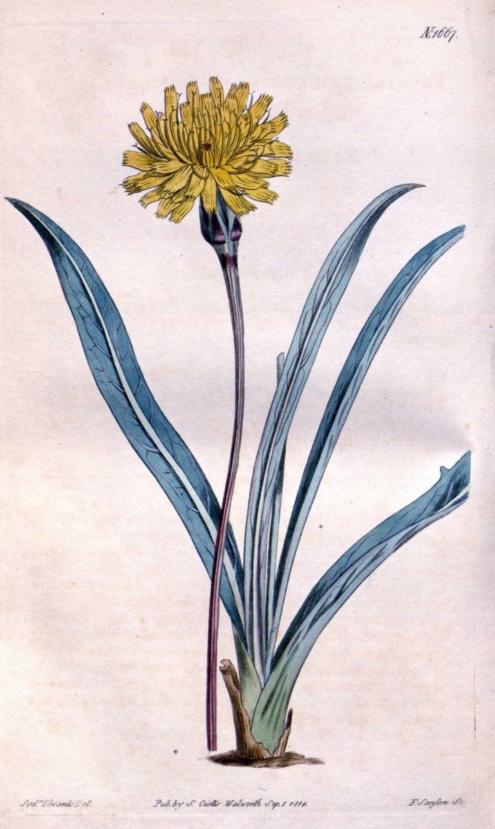 Curtis's botanical magazine. London ; New York [etc.] :Academic Press [etc.]. | "Botanical illustration" Botany Periodicals "Pictorial works" "Plants, Ornamental"  | Vintage Print Reproduction 450098