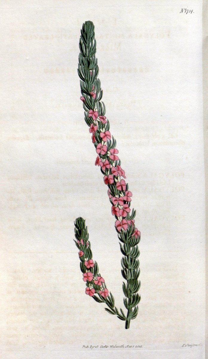 Curtis's botanical magazine. London ; New York [etc.] :Academic Press [etc.]. | "Botanical illustration" Botany Periodicals "Pictorial works" "Plants, Ornamental"  | Vintage Print Reproduction 450099
