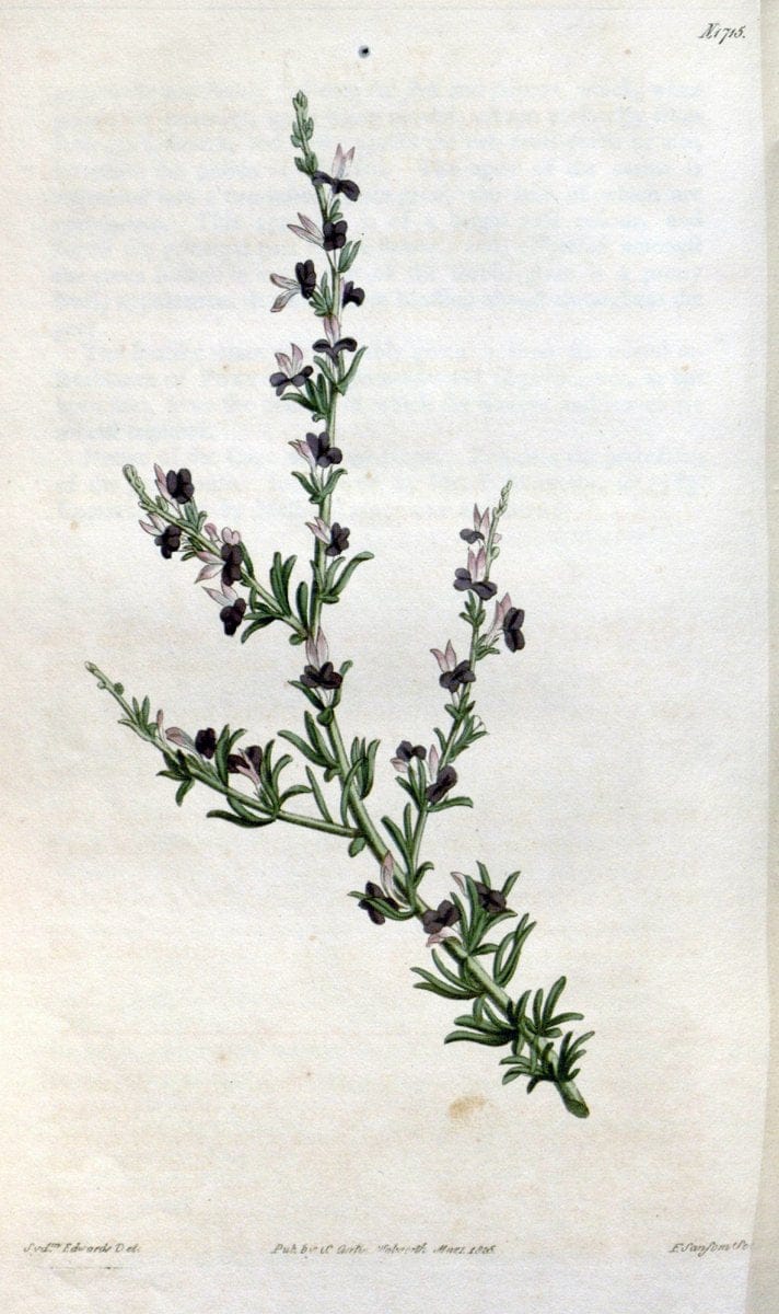 Curtis's botanical magazine. London ; New York [etc.] :Academic Press [etc.]. | "Botanical illustration" Botany Periodicals "Pictorial works" "Plants, Ornamental"  | Vintage Print Reproduction 450100