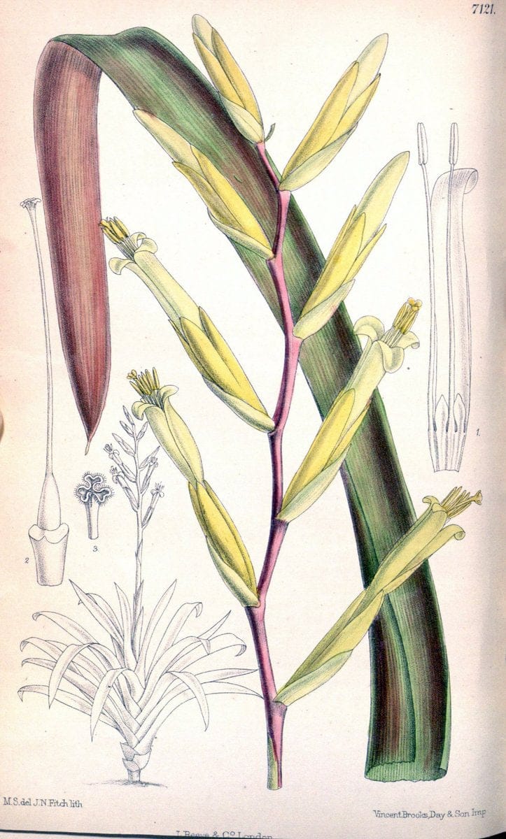 Curtis's botanical magazine. London ; New York [etc.] :Academic Press [etc.]. | "Botanical illustration" Botany Periodicals "Pictorial works" "Plants, Ornamental"  | Vintage Print Reproduction 450101